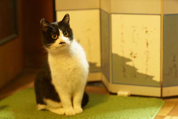 レス62の画像1