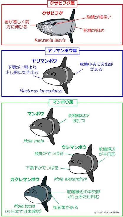 レス33の画像1