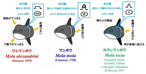 レス33の画像2