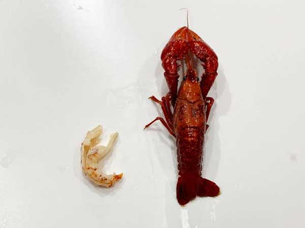 レス58の画像1