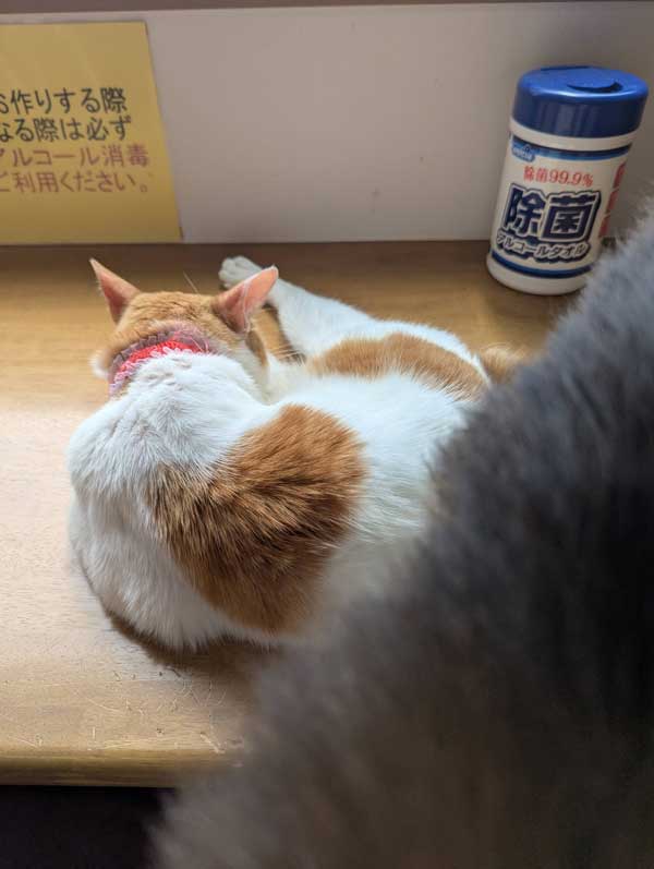 レス41の画像1