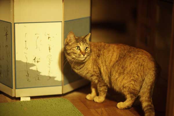 レス59の画像1