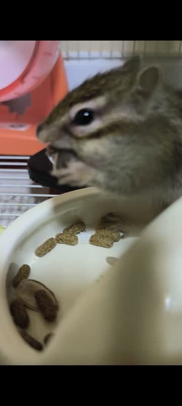 レス5の画像2
