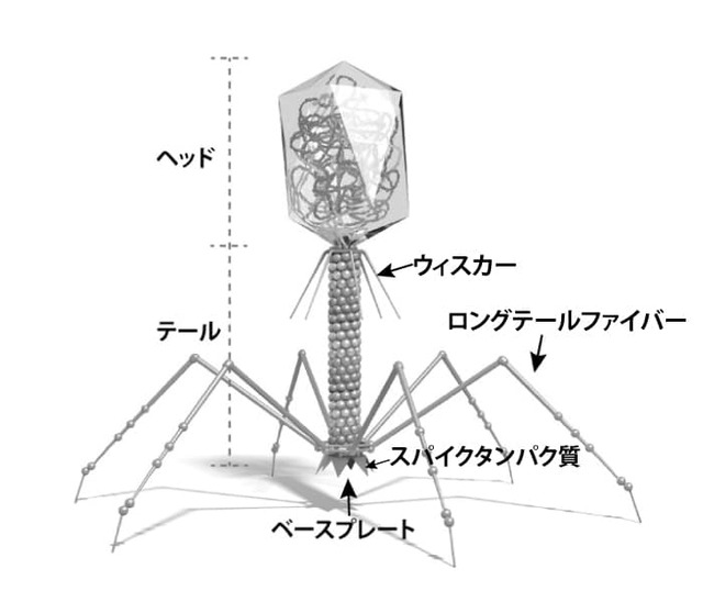 レス85の画像1